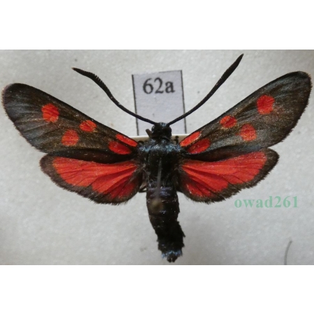 Zygaena angelicae Ochsenheimer, 1808 Kraśnik dzięgielowiec Slovakia62a